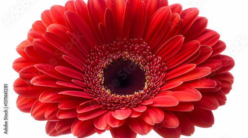 Vibrant Red Gerbera Daisy Flower Isolated on White Background