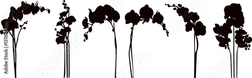 Orchid flowers silhouette, vector on white background