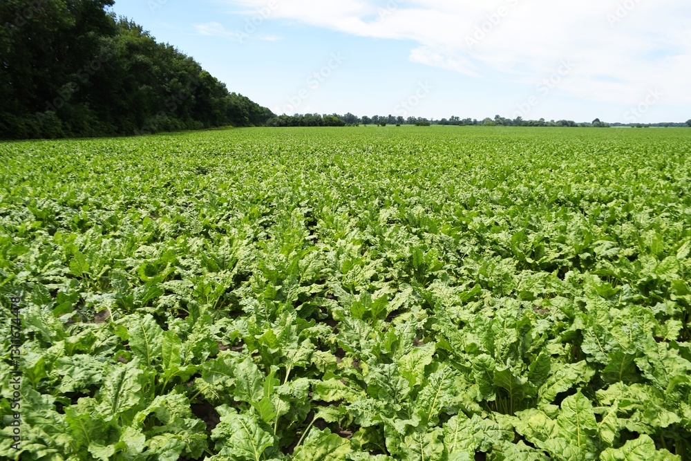 Sugar beets. Green massif. From summer to autumn, sugar beet crops gain massive leafy green mass, taking from the earth and the sky everything to form beautiful sweet roots Sugar beets. Green massif. From summer to autumn, sugar beet crops gain massive leafy green mass, taking from the earth and the sky everything to form beautiful sweet roots