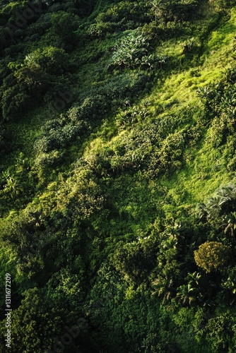 Aerial view of dense vegetation on a steep hill, showcasing the lush greenery and rugged terrain.