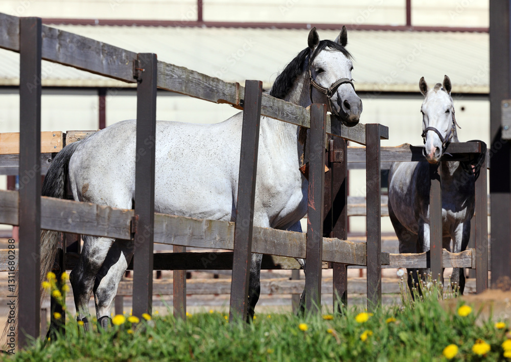air of white horses stand in the corral in farm, backyard fences
