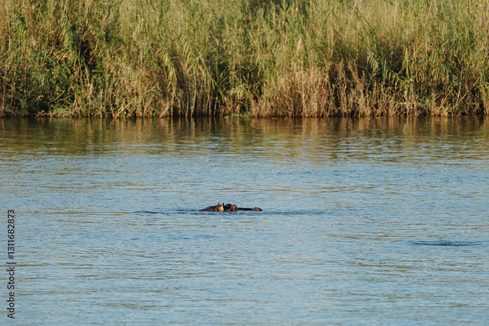 Fototapeta premium Hippopotamus swimming in Zambezi river in Zimbabwe