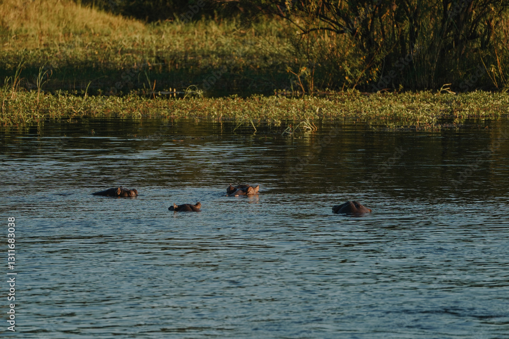 Hippopotamus swimming in Zambezi river in Zimbabwe Hippopotamus swimming in Zambezi river in Zimbabwe