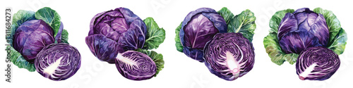 Watercolor set whole half sliced purple cabbage isolated on transparent background