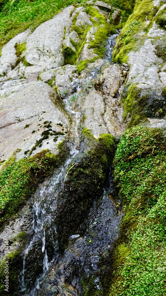 Hokitika Gorge New Zealand Closeup of Moss Hokitika Gorge New Zealand Closeup of Moss