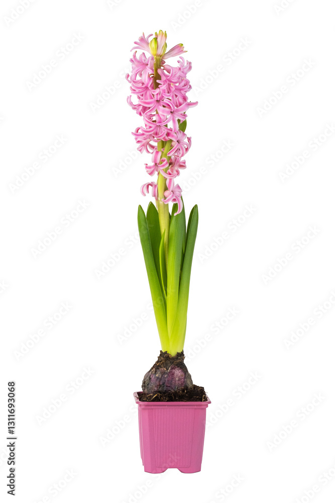Pink Hyacinth in a Pink Pot isolated on a white background