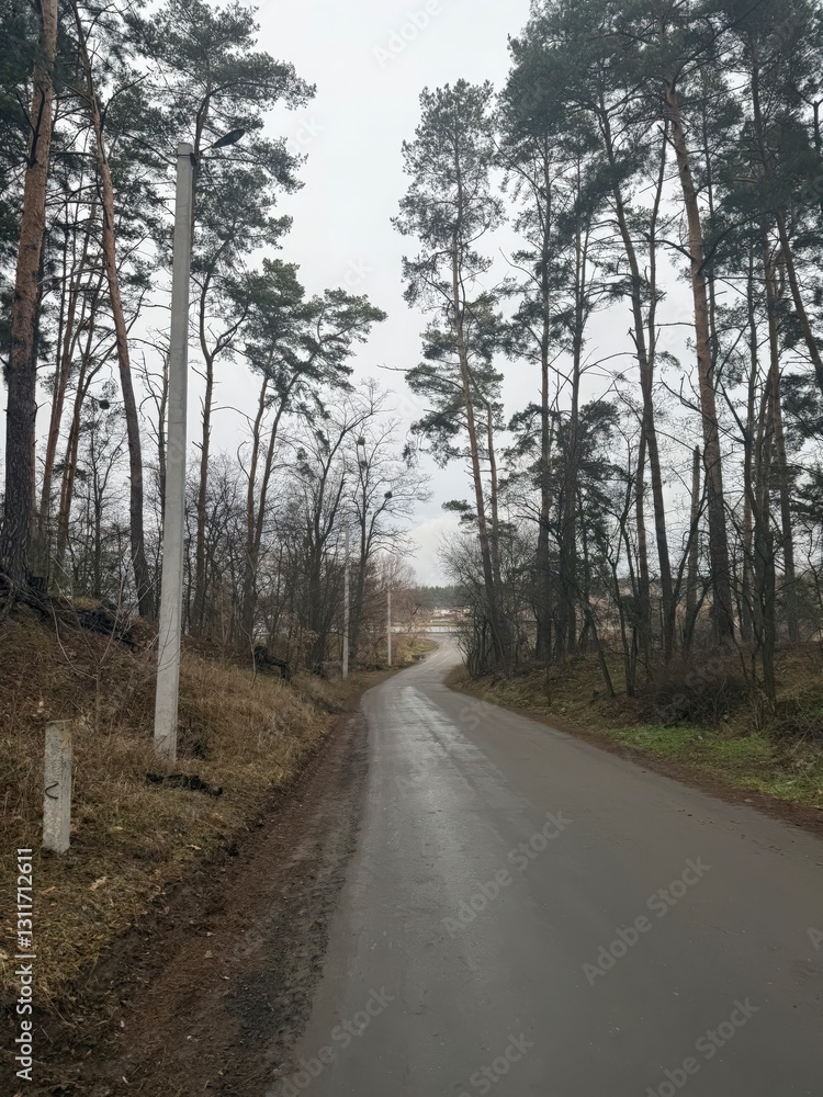 Obraz premium A narrow wet road winds through a forest of tall pines and leafless trees under a gray sky. A peaceful rural scene with a calm and moody atmosphere.