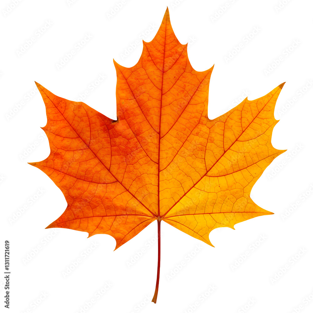 Vibrant Autumn Maple Leaf isolated on white or transparent png background Vibrant Autumn Maple Leaf isolated on white or transparent png background