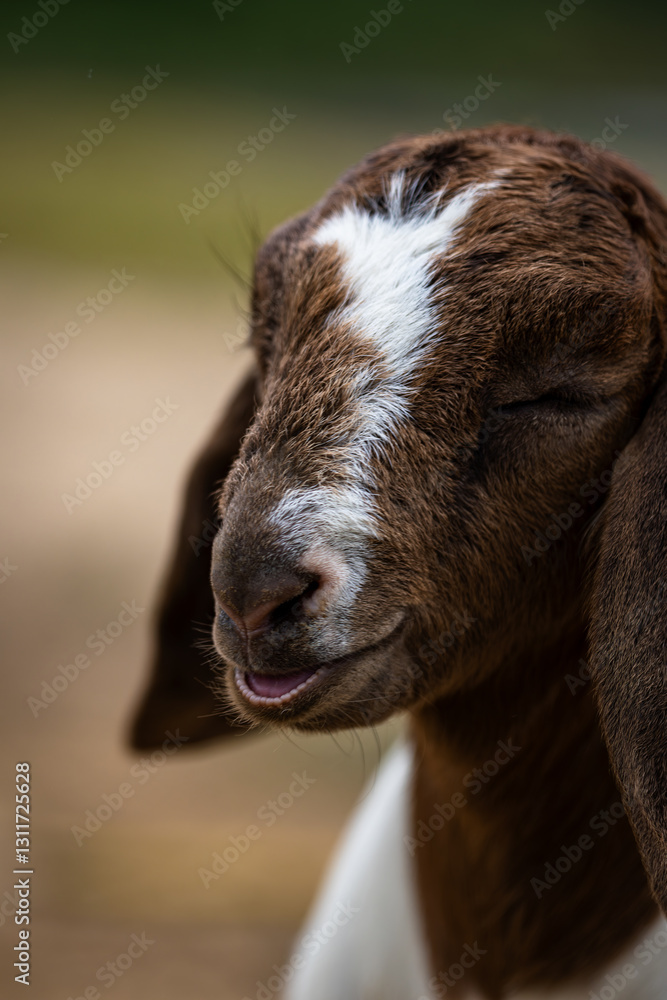 Fototapeta premium A baby goat with a white spot on its face is smiling