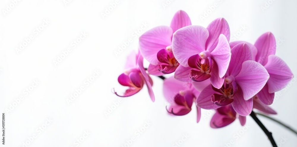 Cluster of vibrant pink orchids against stark white, showcasing intricate details , image, design Cluster of vibrant pink orchids against stark white, showcasing intricate details , image, design