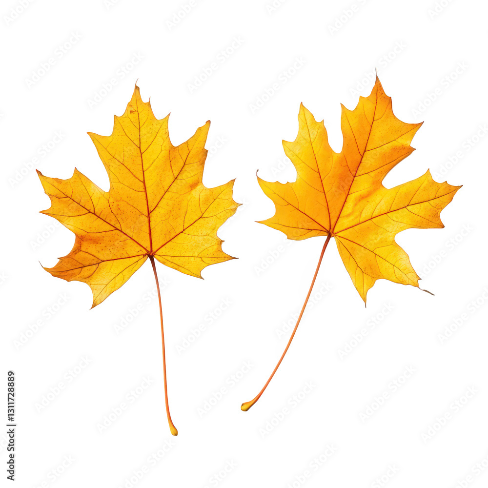 Fototapeta premium two vibrant yellow maple leaves placed on a clean white background. showcasing their detailed textures and shapes the leaves symbolize autumn and the beauty of nature. making them ideal for seasonal d