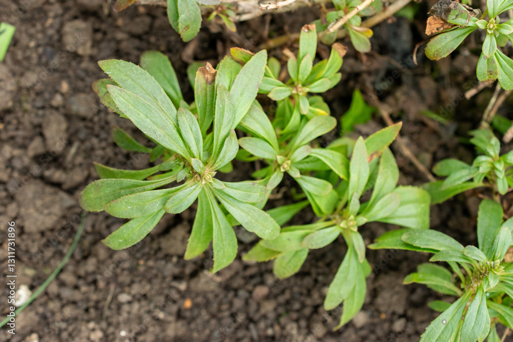 Penstemon Cardwellii plant in Saint Gallen in Switzerland 20.2.2025 Penstemon Cardwellii plant in Saint Gallen in Switzerland 20.2.2025