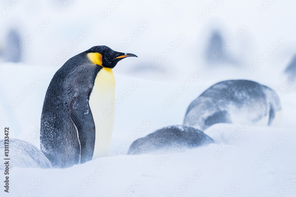 Fototapeta premium Wonderful moments in Antarctica in the middle of Emperor penguin colony. Nice to see so many chicks and families in many kind of weather.