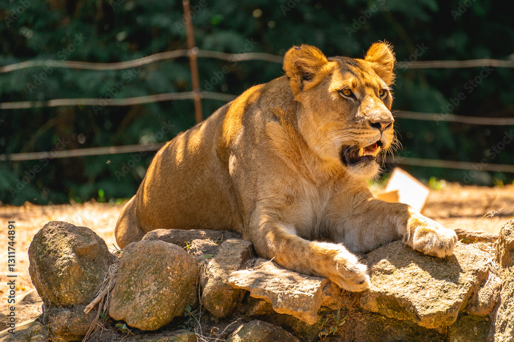 Naklejka premium A beautiful female lion laying down in the sun. In the Zoo in Sao Paulo, Brazil.