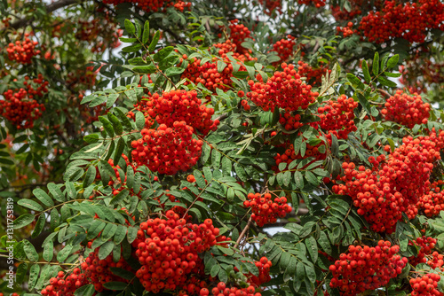 Photos Bunches of mountain ash (Sorbus aucuparia L.) on a tree
