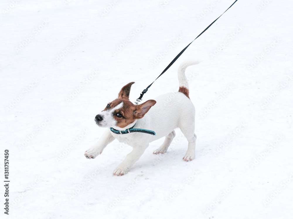 Jack Russell puppy with collar running in snow, copy space Jack Russell puppy with collar running in snow, copy space