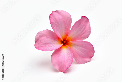 Pink Plumeria flower on white background