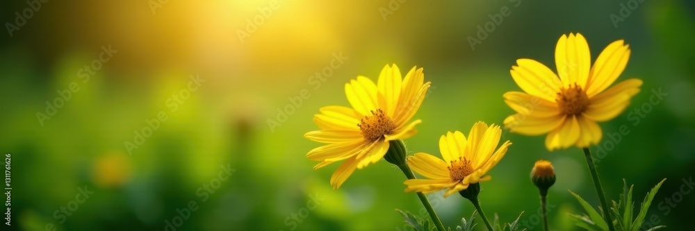 Fototapeta premium Three sunlit yellow flowers amongst green foliage, summer, natural