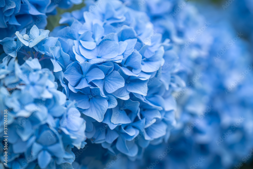 青い紫陽花のクローズアップ 青い紫陽花のクローズアップ