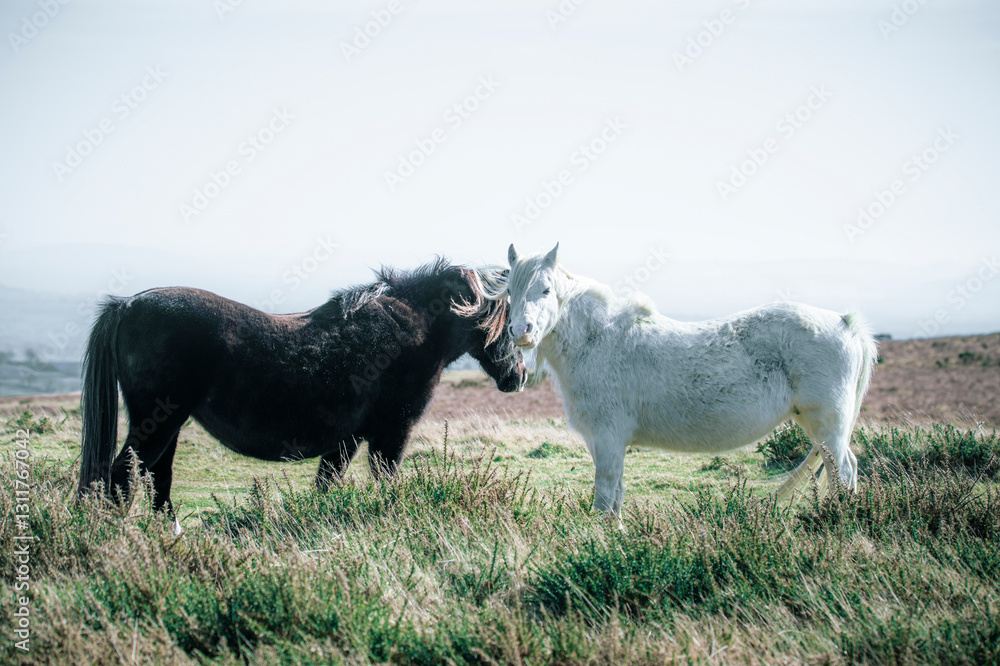Obraz premium horses on a meadow