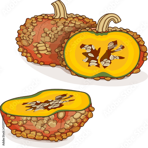 Whole and chopped Galeux de Eysines Squash or French Warted Pumpkin. Cucurbita maxima. Vegetables. Clip art. Isolated vector illustration.