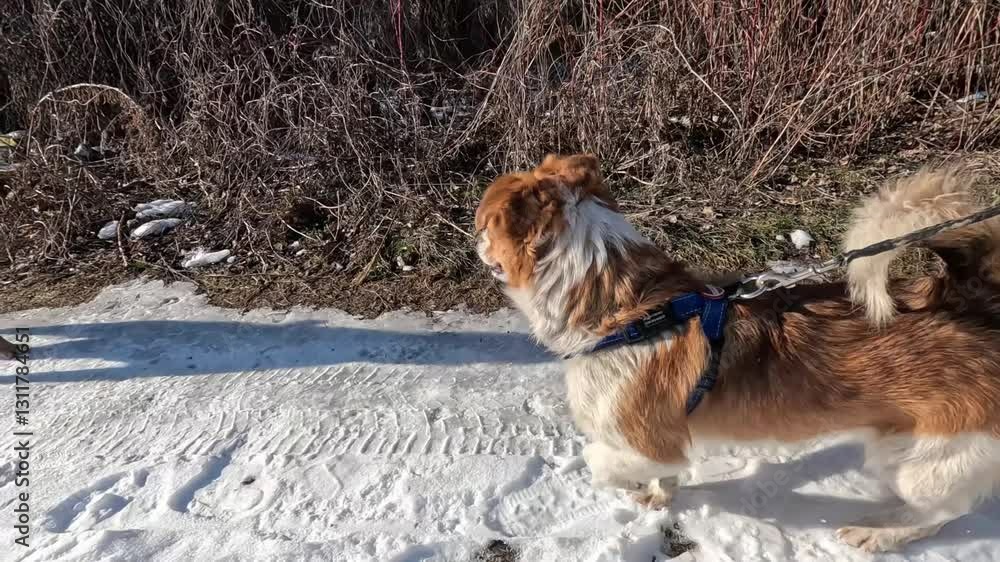 Dog on a leash on a walk with its owner. Meets another dog. Slow motion.