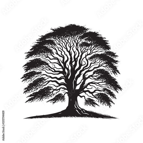 European beech tree Silhouette - Minimalist Tree Vector - European beech tree Illustration - European beech tree art -  Tree Deign.