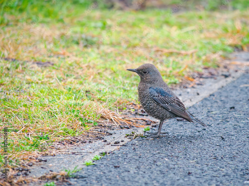 Obraz premium イソヒヨドリの雌