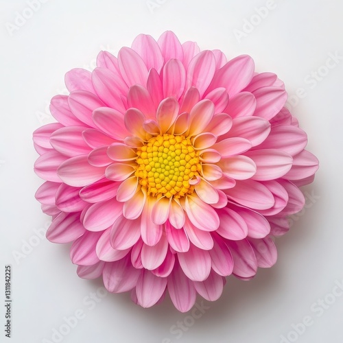 Pink Flower with Yellow Center on White Background