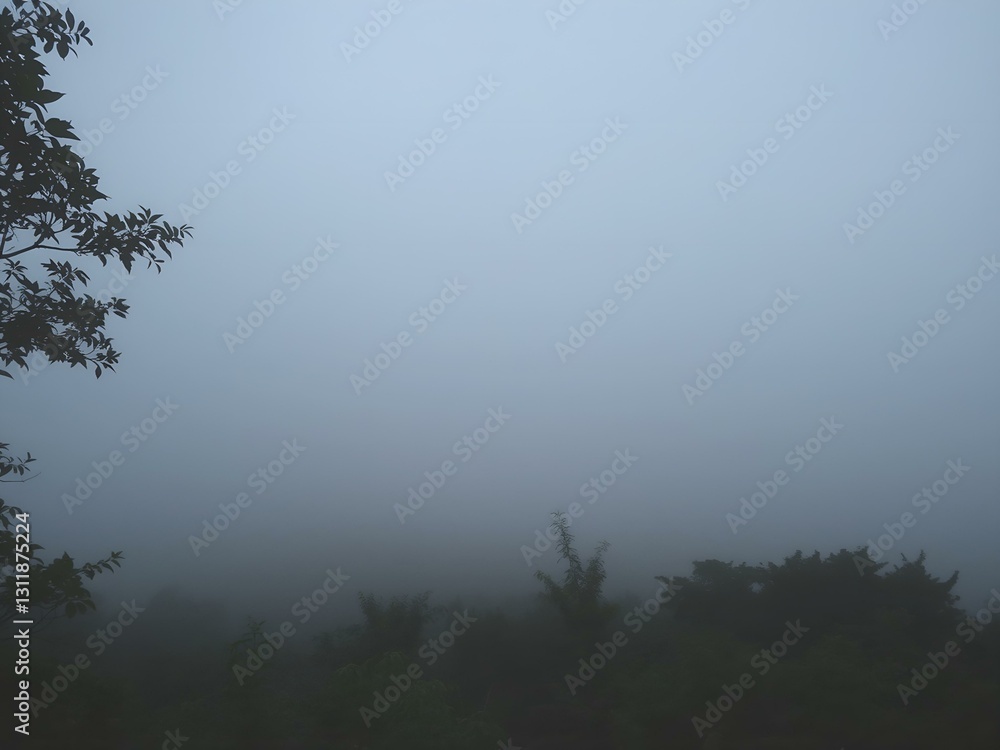 morning mist in the forest morning mist in the forest