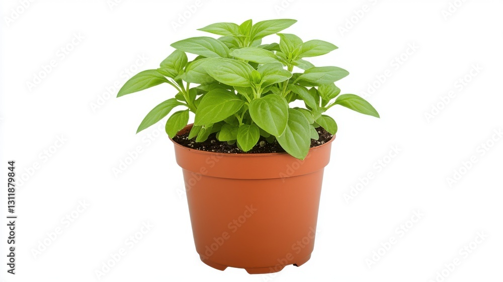 Small green plant in a brown pot, showcasing vibrant leaves and healthy growth. Small green plant in a brown pot, showcasing vibrant leaves and healthy growth.