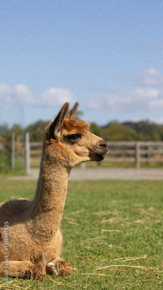 Obraz premium Alpaca in the zoo