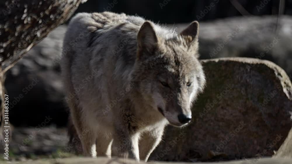 The wolf walks through a barren late-winter environment, patrolling its territory. The golden morning light highlights its silhouette. The wolf walks through a barren late-winter environment, patrolling its territory. The golden morning light highlights its silhouette.