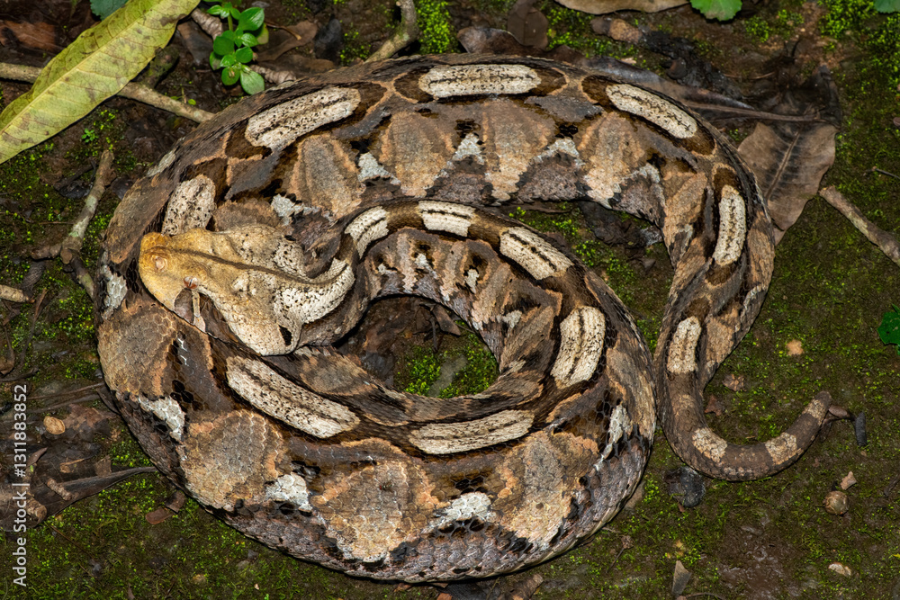 Fototapeta premium Close-up of a beautiful Gaboon adder (Bitis gabonica), also called the Gaboon viper, in its natural habitat
