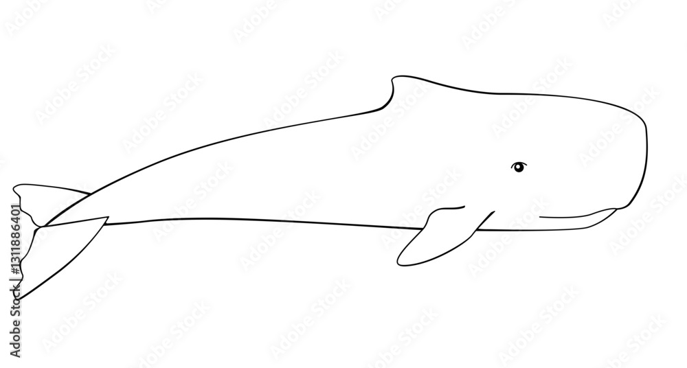 Whale. Sperm whale - a huge animal from the ocean - vector linear picture for coloring. Sperm whale is a marine mammal living in the underwater world. Outline. Hand drawing. Whale. Sperm whale - a huge animal from the ocean - vector linear picture for coloring. Sperm whale is a marine mammal living in the underwater world. Outline. Hand drawing.