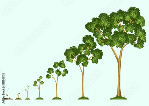 Obraz na płótnie Stages growth of tree from seed. Watering the seeds from cloud rain. Collection of trees from small to large. Green tree with leaf growth steps. Illustration of business cycle development w salonie