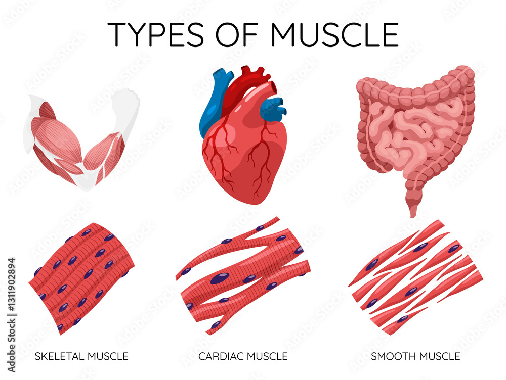 Types of muscle cells include skeletal, smooth, and cardiac muscles. Each muscle specialized for different functions. Medical poster design illustration. Science educational symbol
