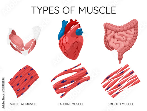 Obraz na płótnie Types of muscle cells include skeletal, smooth, and cardiac muscles. Each muscle specialized for different functions. Medical poster design illustration. Science educational symbol w salonie