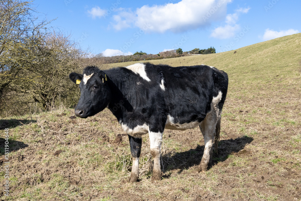 cows in the field (Lewes) cows in the field (Lewes)