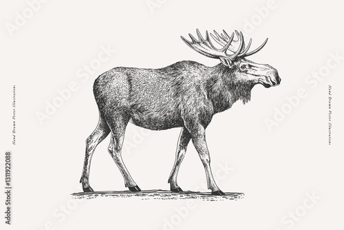 A moose with big antlers. Hand-drawn black and white vintage engraving style vector illustration. Wildlife and forest animal sketch for design and print.