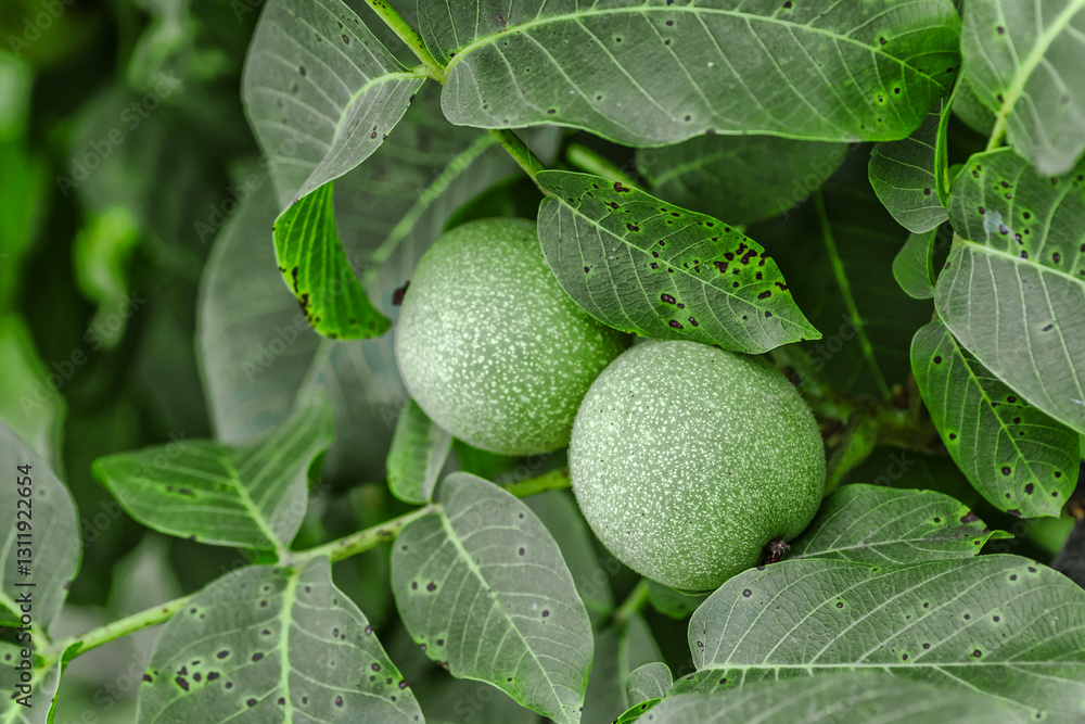 Walnut (Juglans) fruits on a tree.Green unripe walnuts on tree branch outdoors Walnut (Juglans) fruits on a tree.Green unripe walnuts on tree branch outdoors