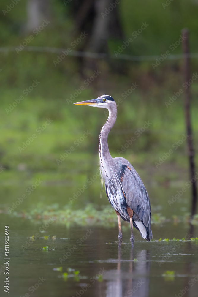 The great blue heron, Ardea herodias, is a large wading bird in family Ardeidae The great blue heron, Ardea herodias, is a large wading bird in family Ardeidae