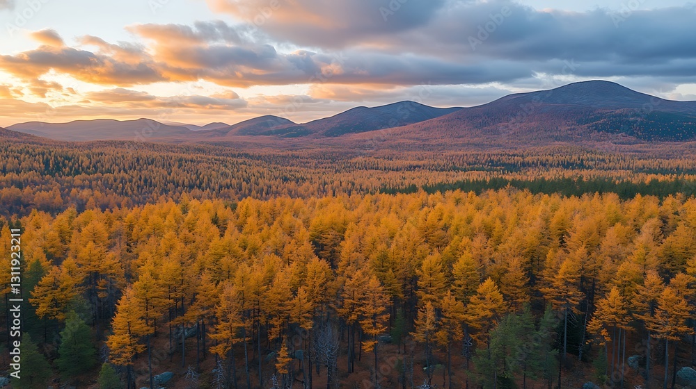 Golden autumn forest at sunset, aerial view. Golden autumn forest at sunset, aerial view.