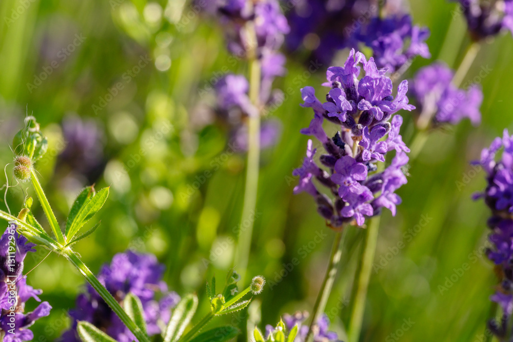 Vibrant lavender flowers blooming in sunny garden during warm afternoon in summer Vibrant lavender flowers blooming in sunny garden during warm afternoon in summer