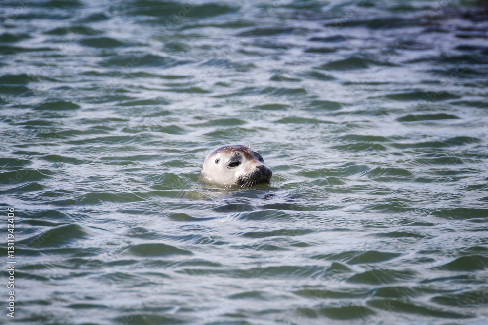 Fototapeta premium Seals in Iceland – Wildlife Encounters in the North Atlantic