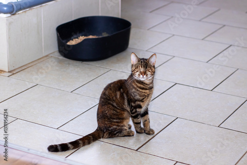 A Playful Cat in a Cozy and Inviting Home Setting That Instantly Lifts Your Spirits and Brings Joy photo