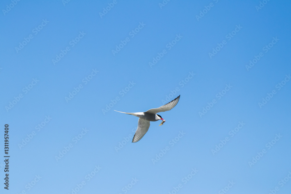 Iceland – Birds with Fish in Their Beaks in the Wild Icelandic Waters Iceland – Birds with Fish in Their Beaks in the Wild Icelandic Waters