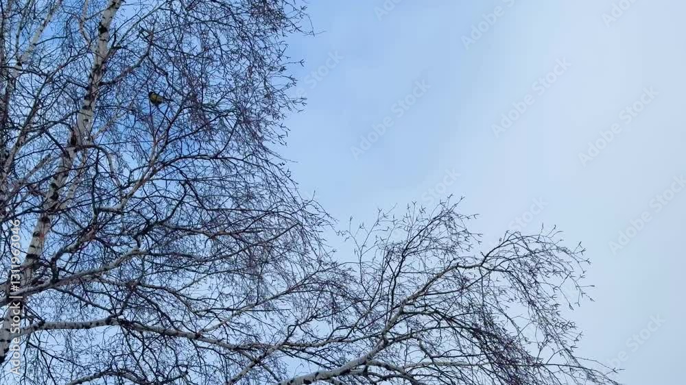 Hanging birch branches with buds without leaves against the background of the blue sky are swaying in the wind. branches of a tree in spring or late autumn against the sky. Hanging birch branches with buds without leaves against the background of the blue sky are swaying in the wind. branches of a tree in spring or late autumn against the sky.