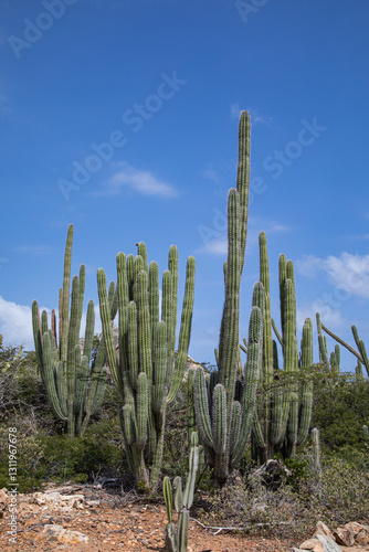 Cactus growing on the island of Aruba