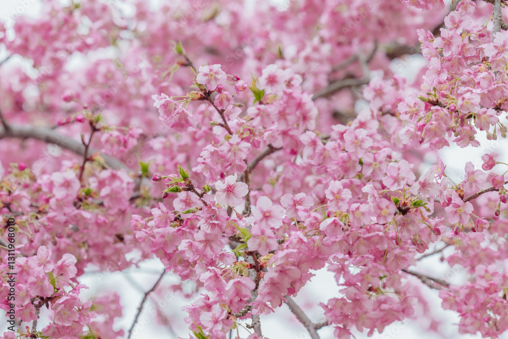 Obraz premium 河津桜